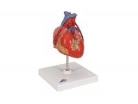 klasyczny model serca człowieka z grasicą, 3 części - 3b smart anatomy - 1000265 [g08/1] 3b scientific modele anatomiczne 13